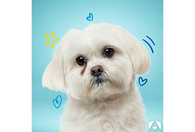 Unlocking the Science Behind Dog Tear Staining: Grooming Solutions for a Fresh-Faced Pup