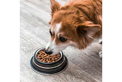 How do Dogs Decide What Food They Like?