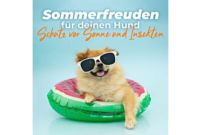 Wie du den Sommer für deinen Hund zum Kinderspiel machst: Schutz vor Sonne & Insekten