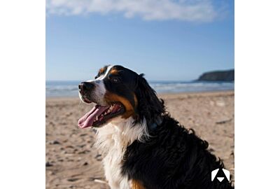 Summer Coat Care for Dogs: Keep Your Furry Friend Cool and Comfortable