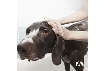The Key Role of Understanding Dog Behavior in Grooming Success