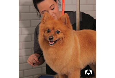 The Ultimate Guide to Self-Care for Dog Groomers: Boosting Your Well-being 