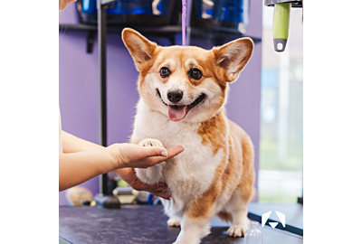 Mastering Behavior-Focused Grooming: Advanced Strategies for Groomers