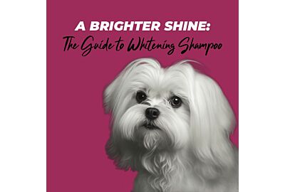 A Brighter Shine: The Guide to Whitening Dog Shampoo