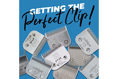 Anna Mulholland: Getting the perfect clip