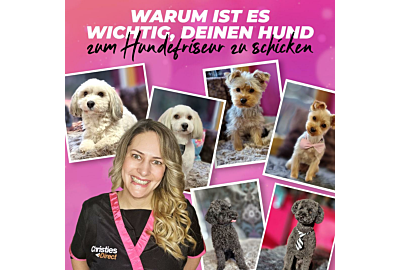 Warum ist es wichtig, deinen Hund zum Hundefriseur zu schicken