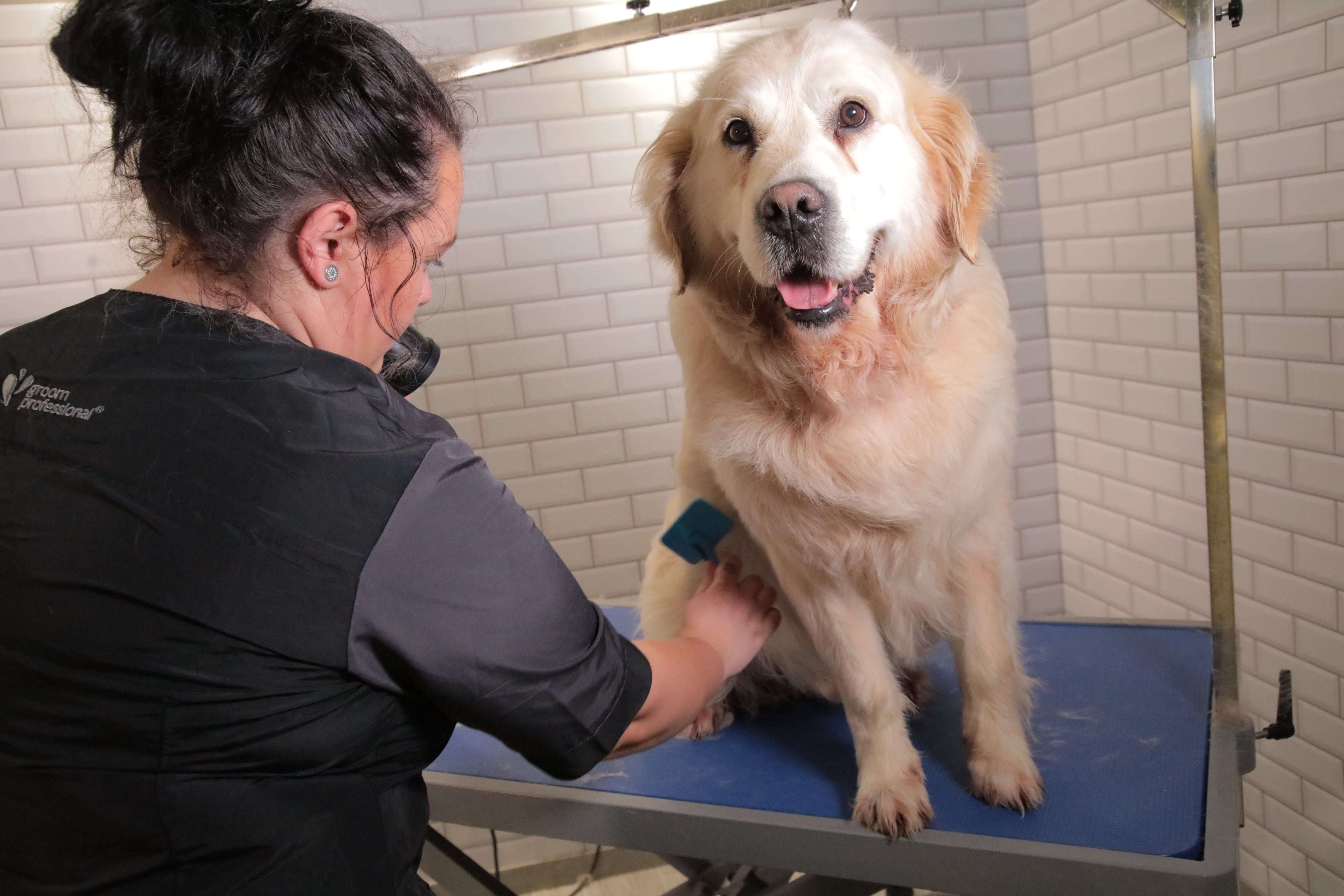 Groom Professional Kilimanjaro with Golden Retriever being groomed