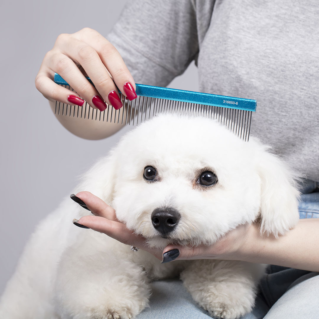 dog being groomed