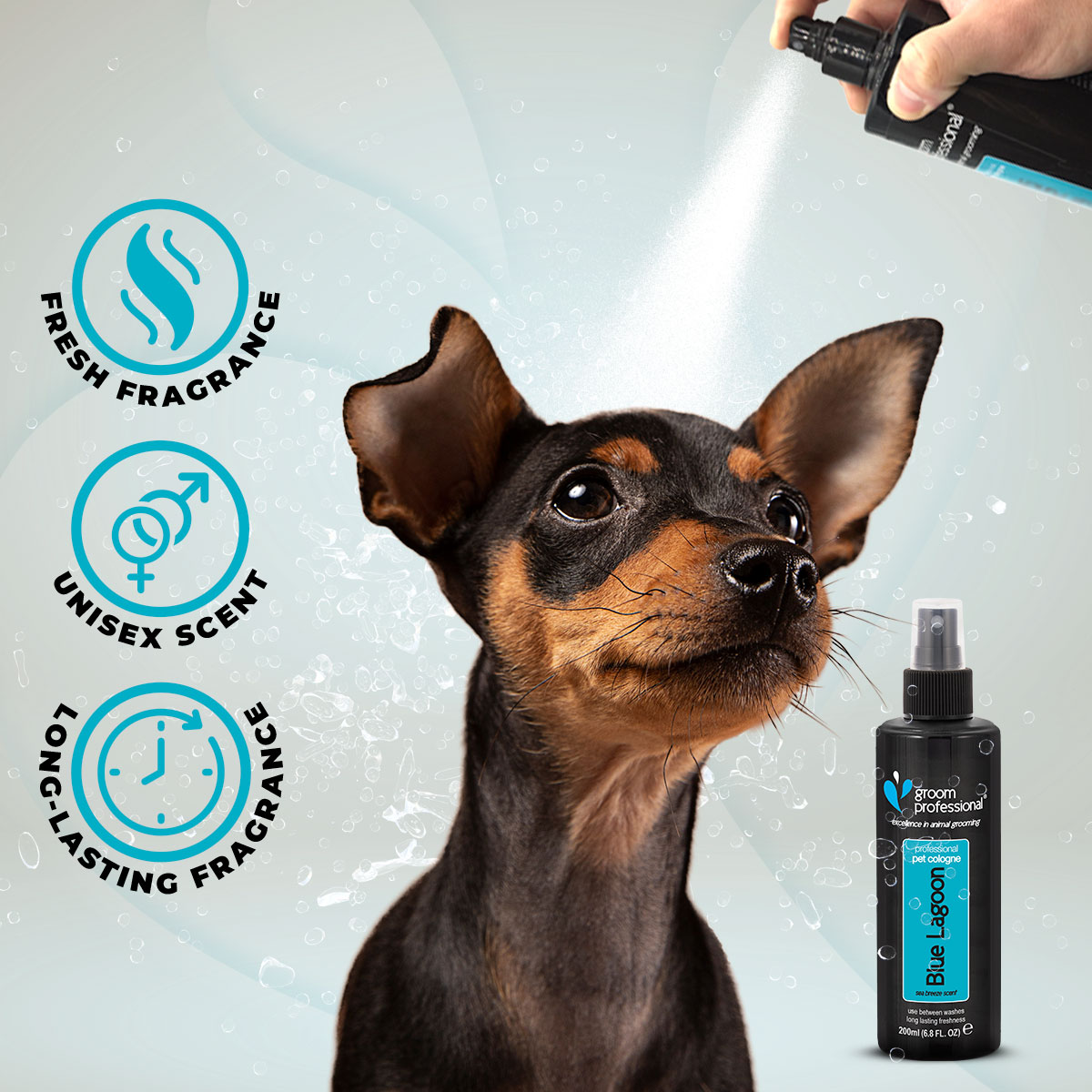 Groom Professional Blue Lagoon Cologne sprayed on dog