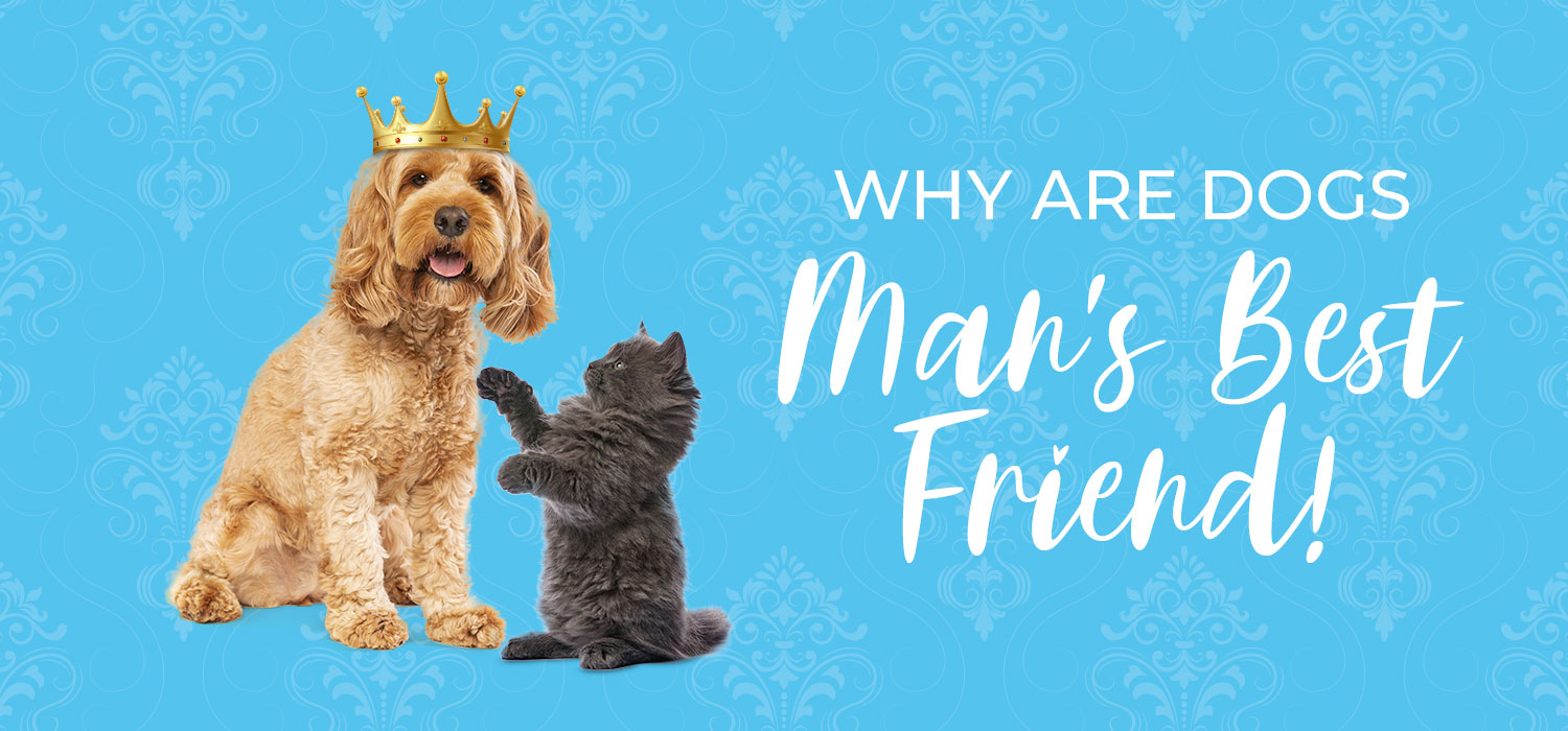 Why are dogs mans best friend