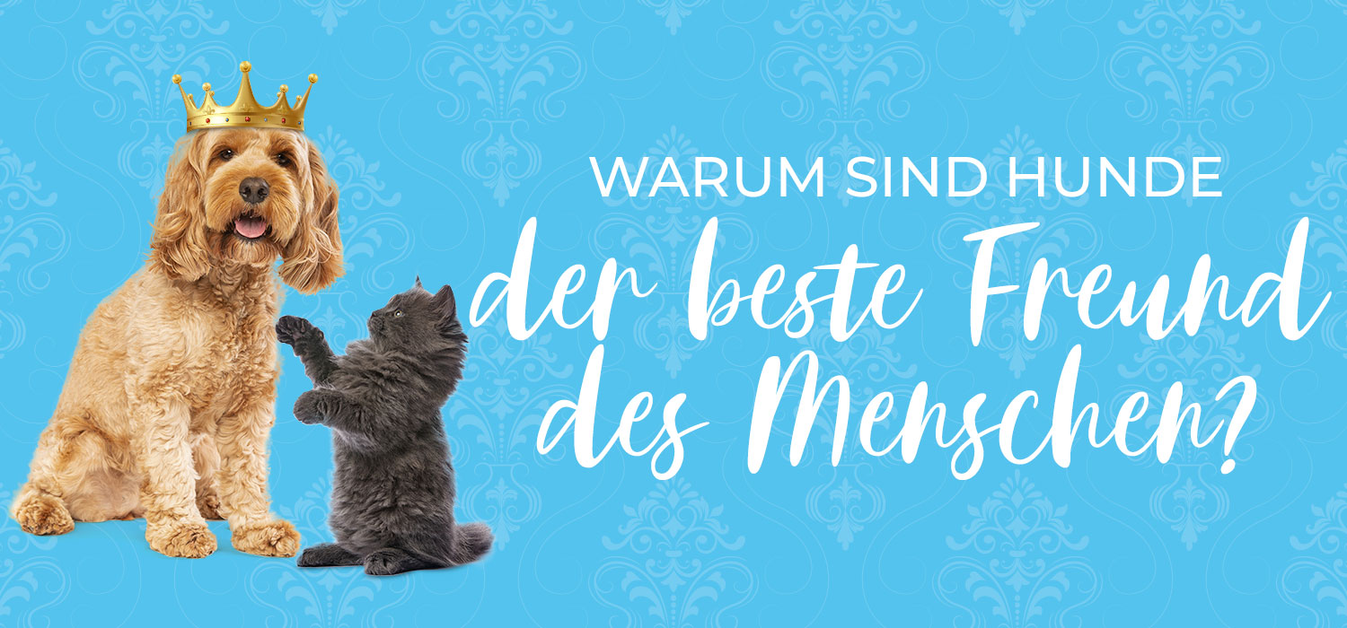 Warum sind Hunde der beste Freund des Menschen?
