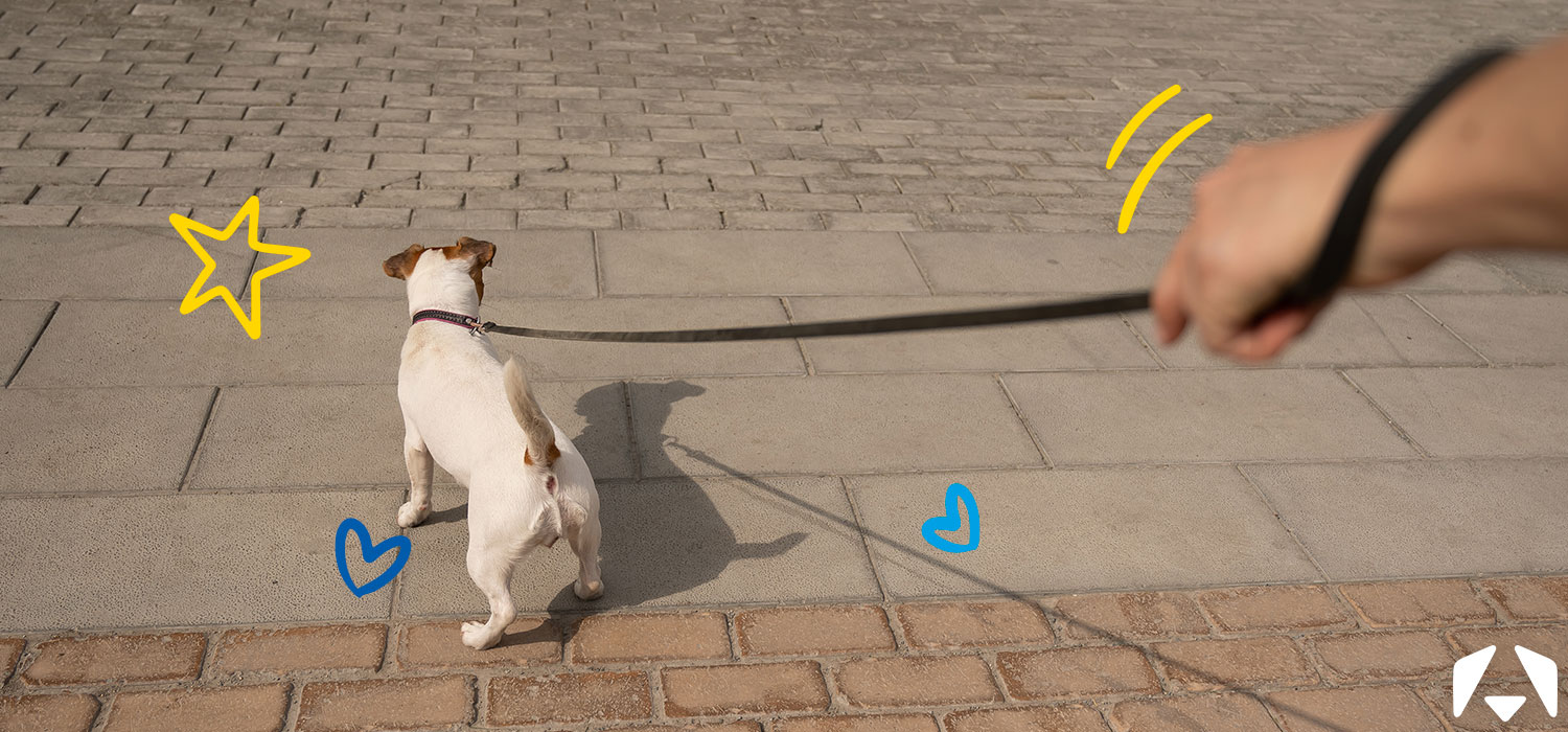 Professional dog walker with Jack Russell on training lead, dog walking obediently