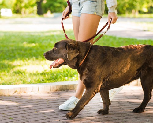 Chocolate Labrador walking nicely on lead, well-trained dog enjoying a calm walk
