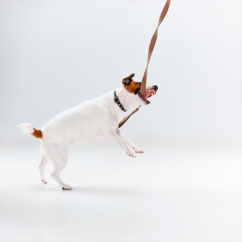 Jack Russell biting leash during training session, challenging leash training moment