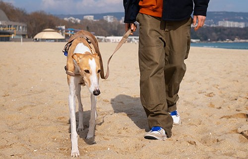Man lead training dog on sandy beach, demonstrating effective dog walking techniques