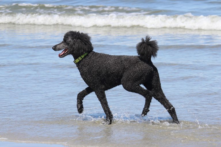 Kennel Cut / Retriever Trim