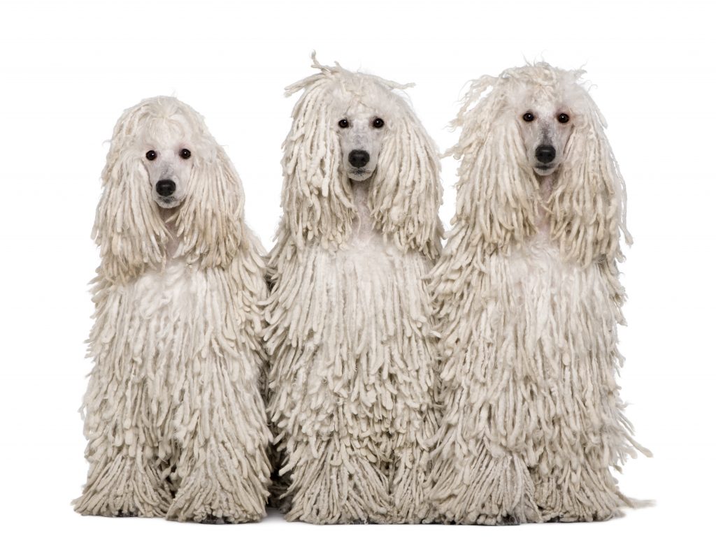 Long/Corded Poodle Coat