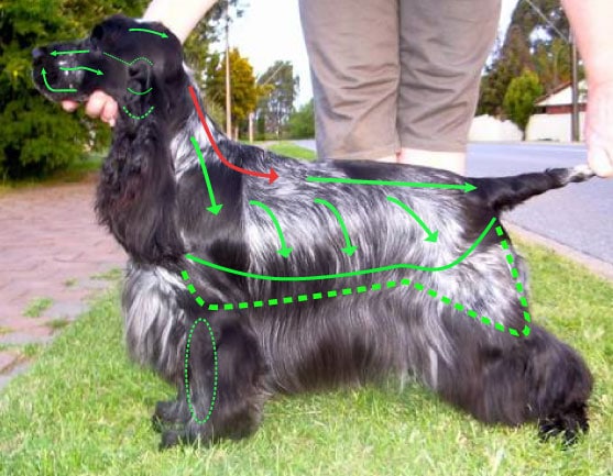Cocker Spaniel (English) grooming lines/patterns