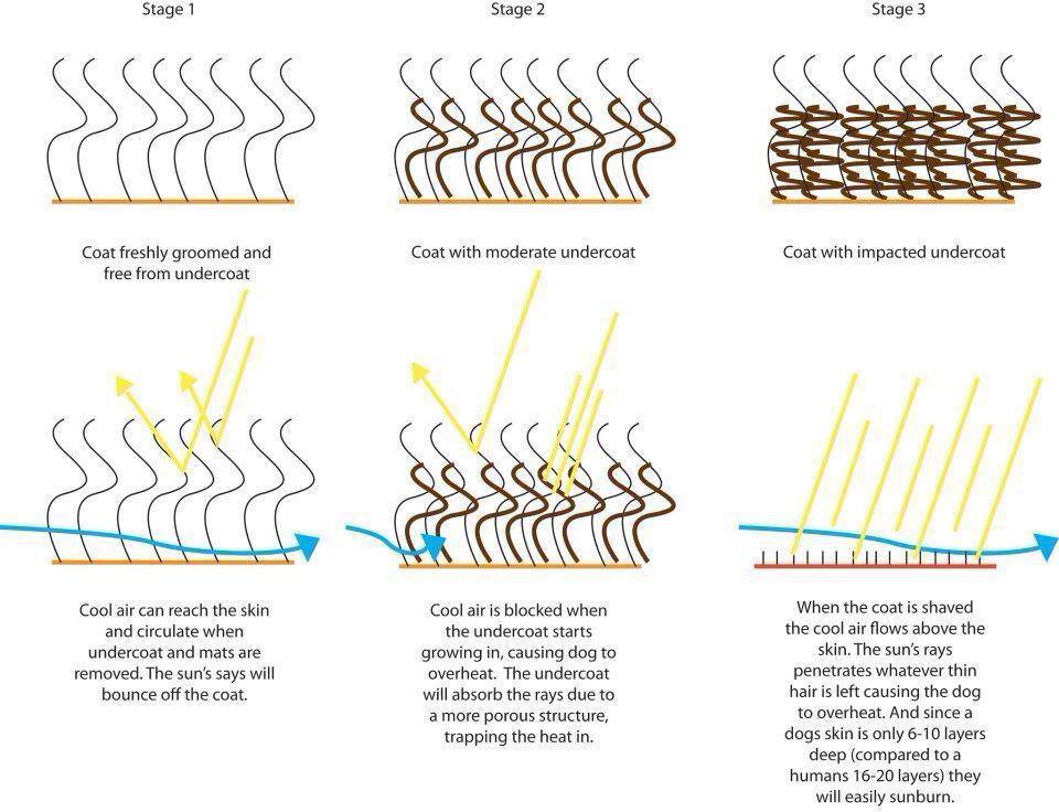 Diagram showing the effect of shaving a double coated breed. Created by Brook Wilkins