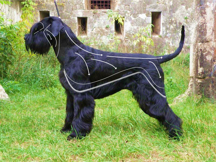 Schnauzer Pattern Lines
